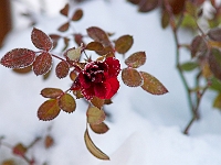 Winter Rose 1